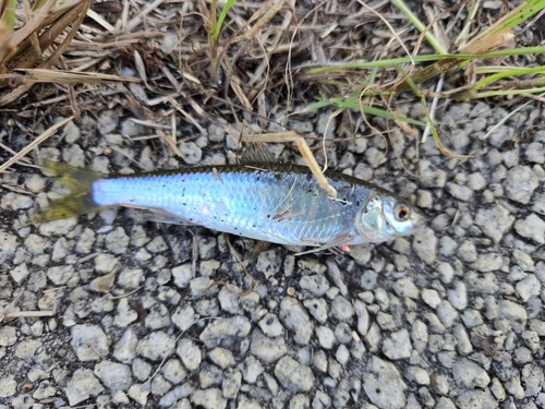 オイカワの釣果