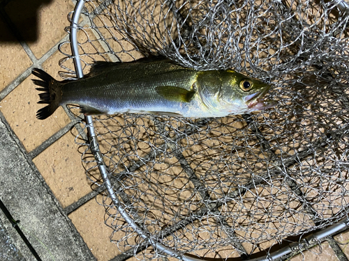 スズキの釣果