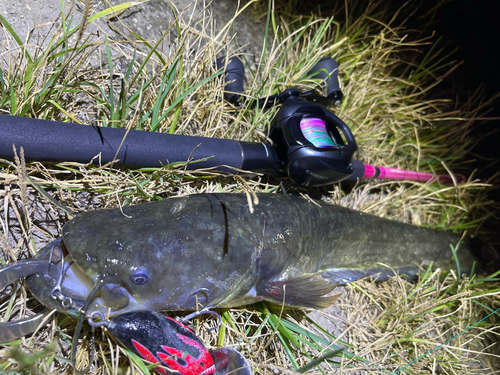 ナマズの釣果