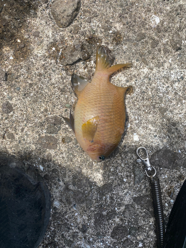 スズメダイの釣果