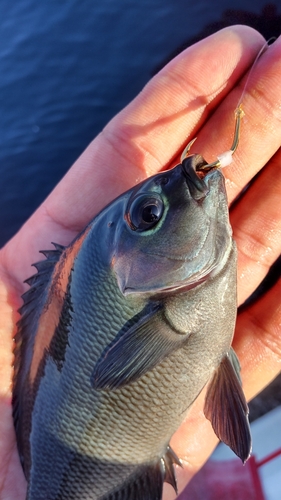 クチブトグレの釣果