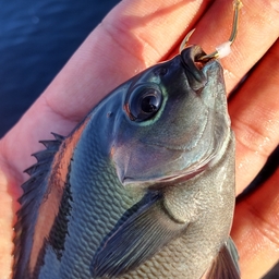 クチブトグレ