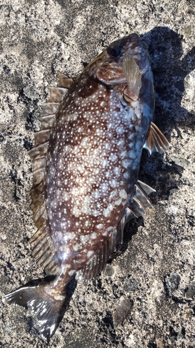 アイゴの釣果