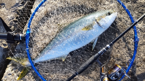 ヒラマサの釣果