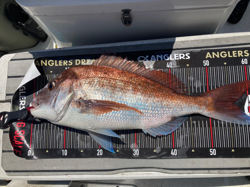 マダイの釣果