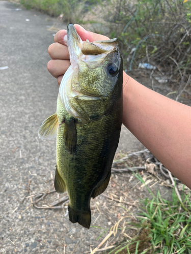 ラージマウスバスの釣果