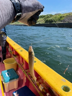 シロギスの釣果