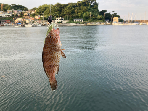 オオモンハタの釣果