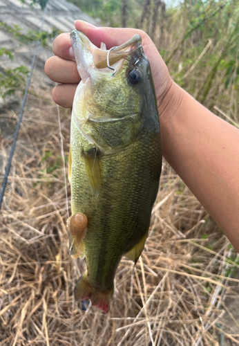 ラージマウスバスの釣果