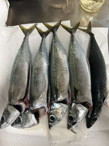 ゴマサバの釣果