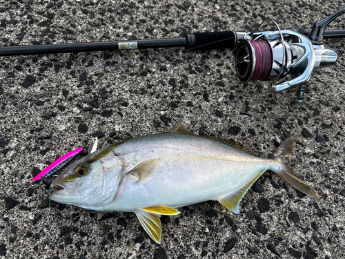 カンパチの釣果