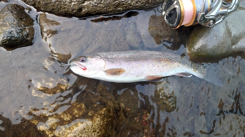 ニジマスの釣果