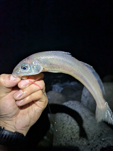 キスの釣果