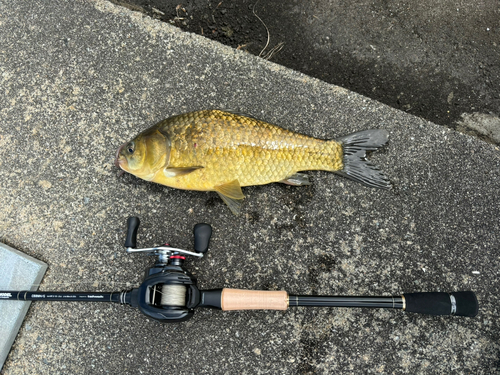 フナの釣果