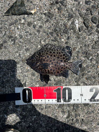 イシガキイシダイの釣果