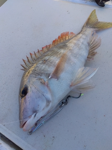 キツネフエフキの釣果