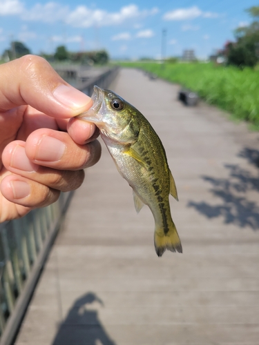 ラージマウスバスの釣果