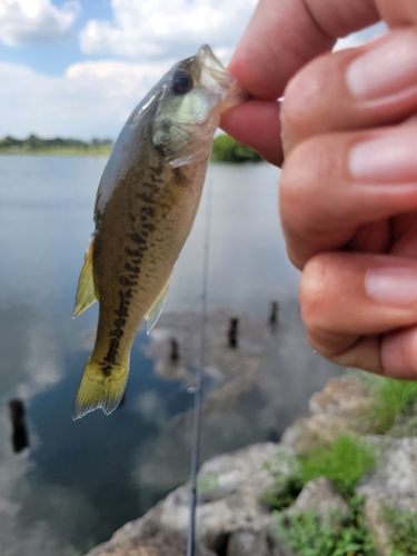 ラージマウスバスの釣果