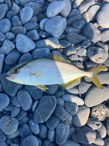 ショゴの釣果