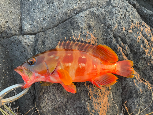 アカハタの釣果