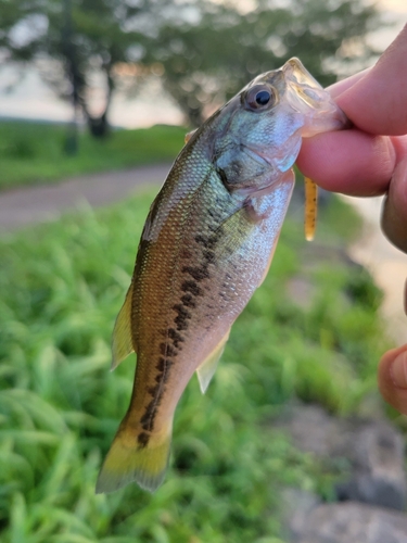 ラージマウスバスの釣果