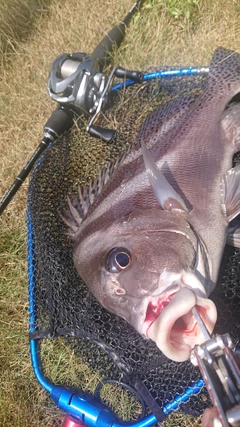 コショウダイの釣果