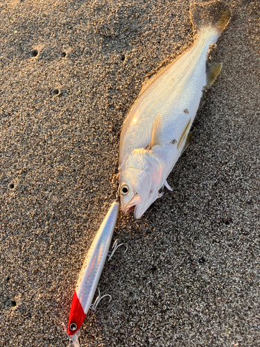 ニベの釣果