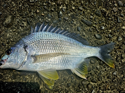 キチヌの釣果