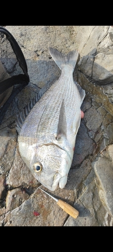 ヘダイの釣果