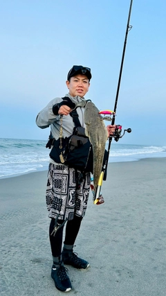 マゴチの釣果