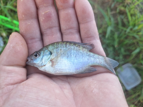 ブルーギルの釣果