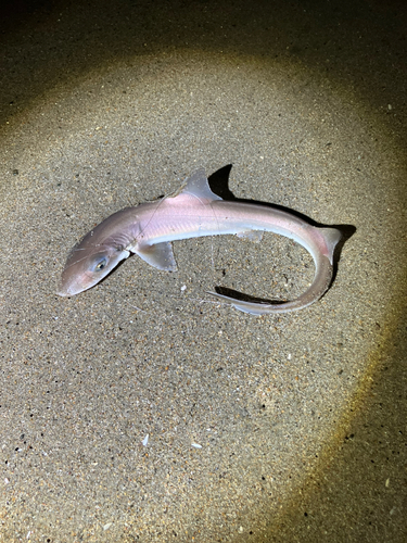 サメの釣果