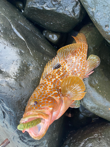 キジハタの釣果