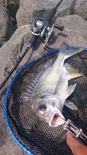 キビレの釣果