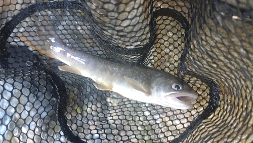 ニッコウイワナの釣果