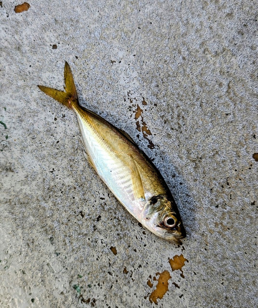 渓ドゥリーマーさんの釣果 2枚目の画像