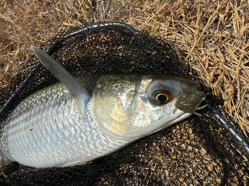 ボラの釣果