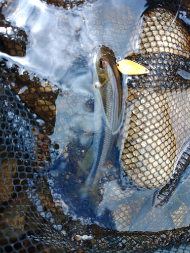 カワムツの釣果