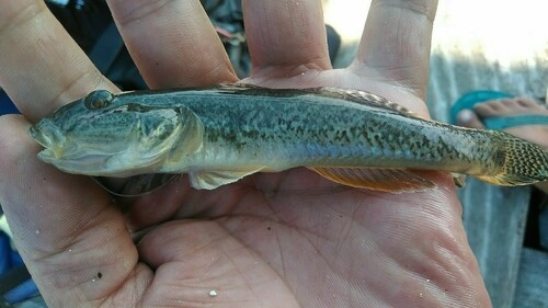 シロギスの釣果