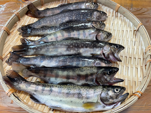 イワナの釣果