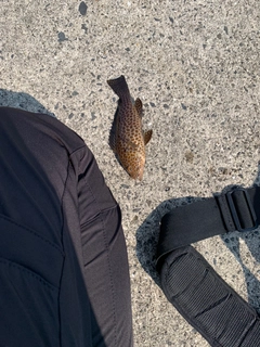 オオモンハタの釣果