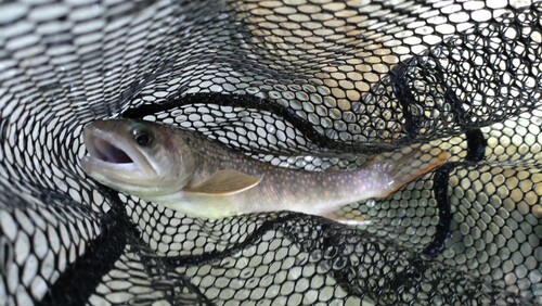 ニッコウイワナの釣果