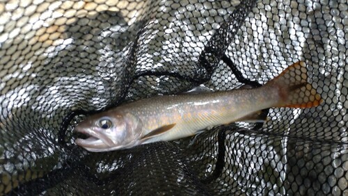 ニッコウイワナの釣果