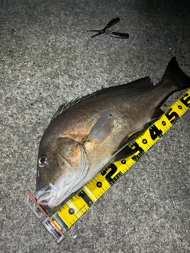 コロダイの釣果