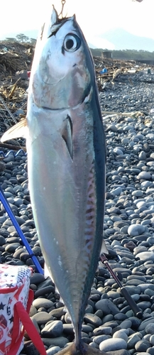 ソウダガツオの釣果