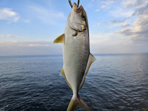 シオの釣果