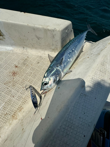 ソウダガツオの釣果