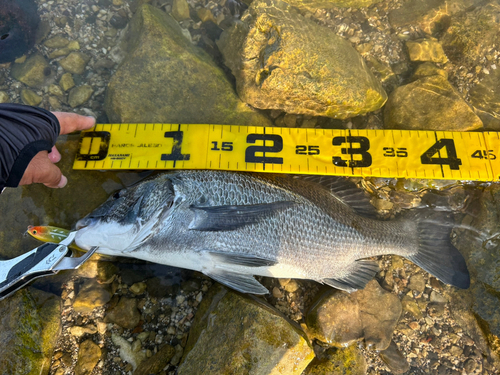 クロダイの釣果