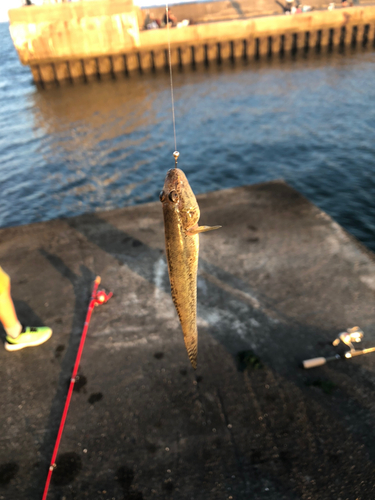 ハゼの釣果