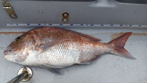 タイの釣果